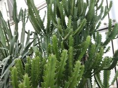 -北京植物园-展览温室