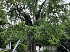 -上海佘山国家森林公园天马山园