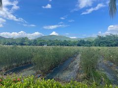 -亚龙湾国际玫瑰谷