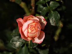 -人民公园(罗湖区)