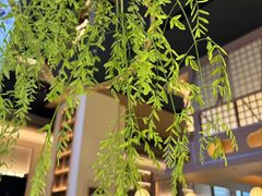 -桂满陇·海市蜃楼·黑金(国金店)