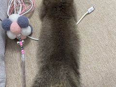 -爱诺耐芙动物医院(万博店)