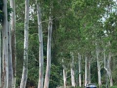 -海南热带雨林国家公园吊罗山景区