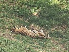 -合肥野生动物园