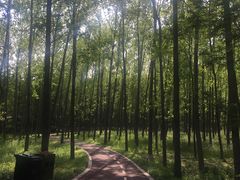 -黄海国家森林公园