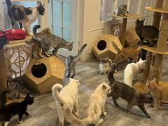 -楼上猫咖(罗湖店)