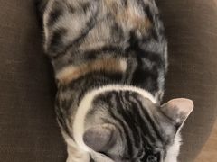 -猫和宫(六道口店)