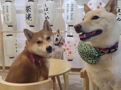 -柴迷FANS CLUB·柴犬狗咖·猫咖
