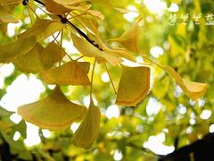 -三里屯东五街银杏大道
