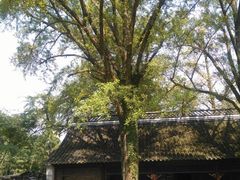 -镇江市南山风景名胜区竹林景区