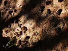 -康定跑马山风景区