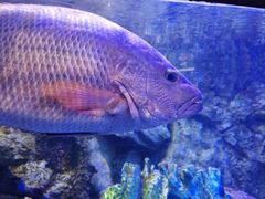 -太平洋海底世界