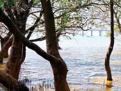 -宝安西湾红树林湿地公园