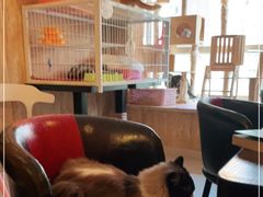 -名猫咖啡馆·撸猫·拼豆