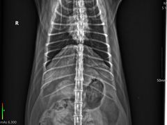 -爱诺耐芙动物医院(万博店)