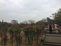 -松山湖梦幻百花洲