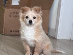 -全心全意动物诊疗中心医院(北苑店)