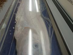 -大阪市立自然史博物馆