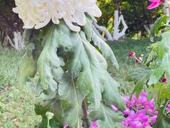 -菊花台公园