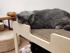 -有猫主题·治愈系猫咖(曾厝垵店)