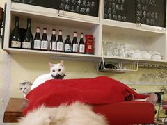 -猫色咖啡·猫咖