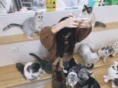 -李小姐の猫咖啡馆(五角场店)