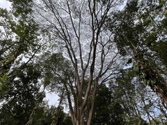 -广西壮族自治区药用植物园