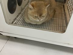 -创凡宠物医院·骨专科  猫科中心(西乡分院)