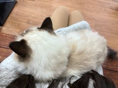 -这儿没有猫·猫咖萌宠馆·撸猫