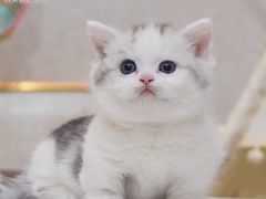 -小猫来了猫舍(福田店)