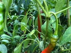 -商洛老君山旅游风景区