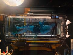 -奥兰多迪士尼动物王国乐园