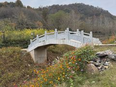 -千年银杏谷文化旅游区