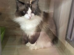 -十年猫舍·猫咪专门店(普陀店)