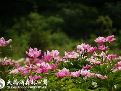 DSC06369-丹东天桥沟景区