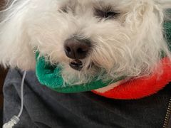 -北京观赏动物医院·24小时大型综合·猫专科·异宠专科