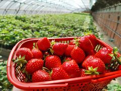 -甜心庄园·甜心草莓采摘园(西青中北店)