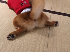 -逗柴咖啡屋·狗咖猫咖宠物桌游