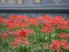 -西安大兴善寺