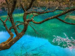 -九寨沟-树正沟