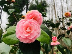 -杭州植物园