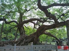 -小洲村