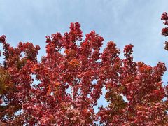 -贵凤凰贵州米粉(望京店)