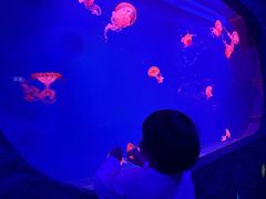 -暹罗海洋世界