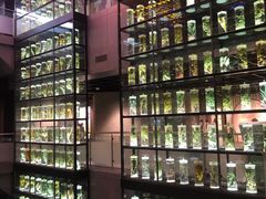 -广东中医药博物馆