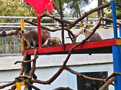 -西霞口神雕山野生动物世界