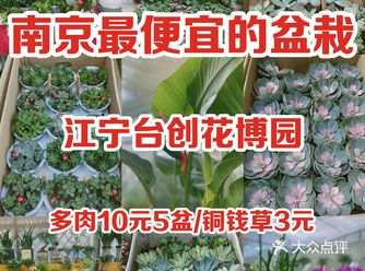 攻略 |南京最最最便宜的盆栽批发市场🪴