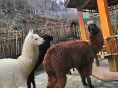 -栾川竹海野生动物园