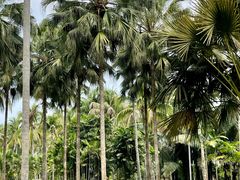 -中国科学院西双版纳热带植物园