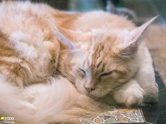 -more than meow吴止猫主题餐厅(承德 中船汇店)